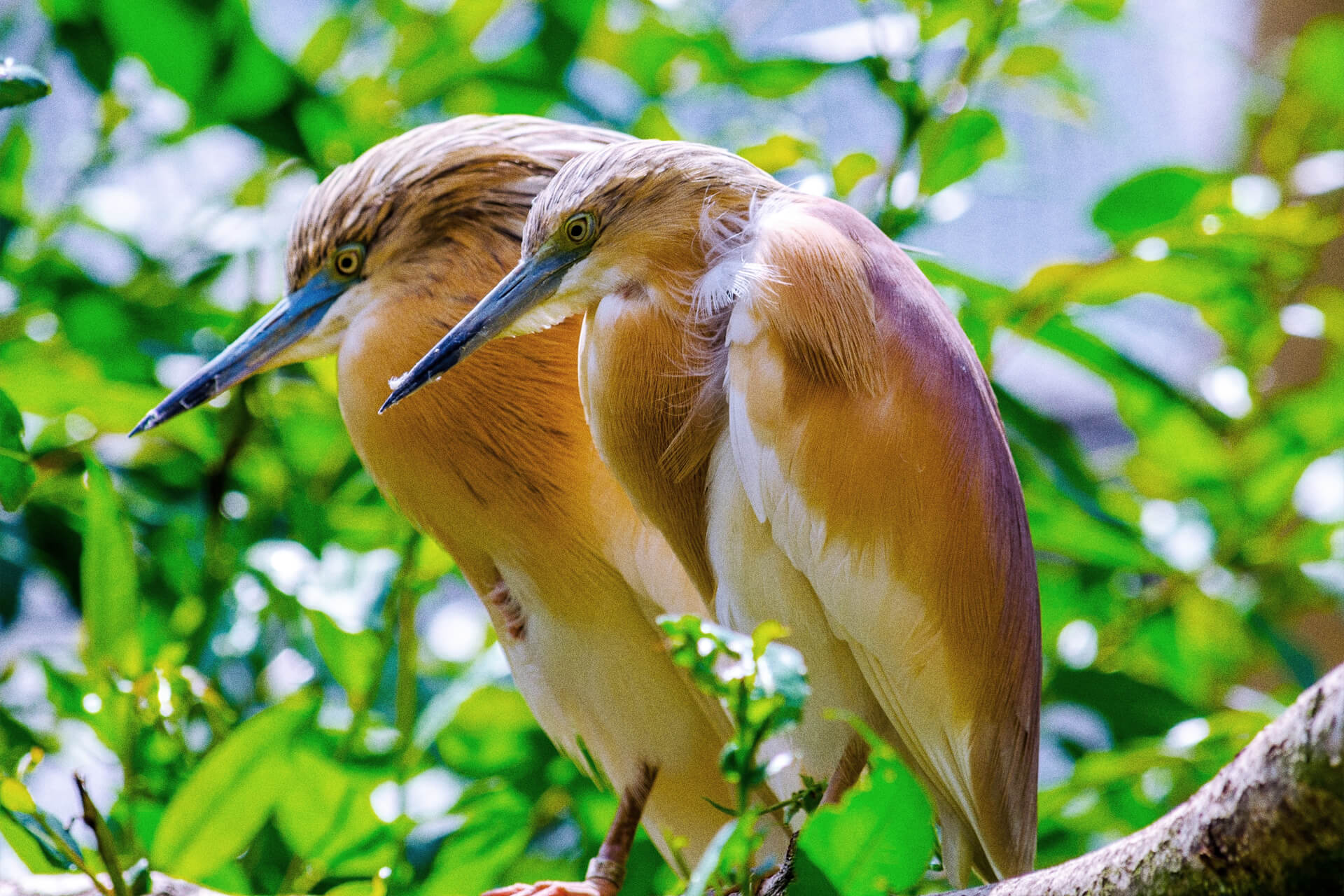 Squacco Heron