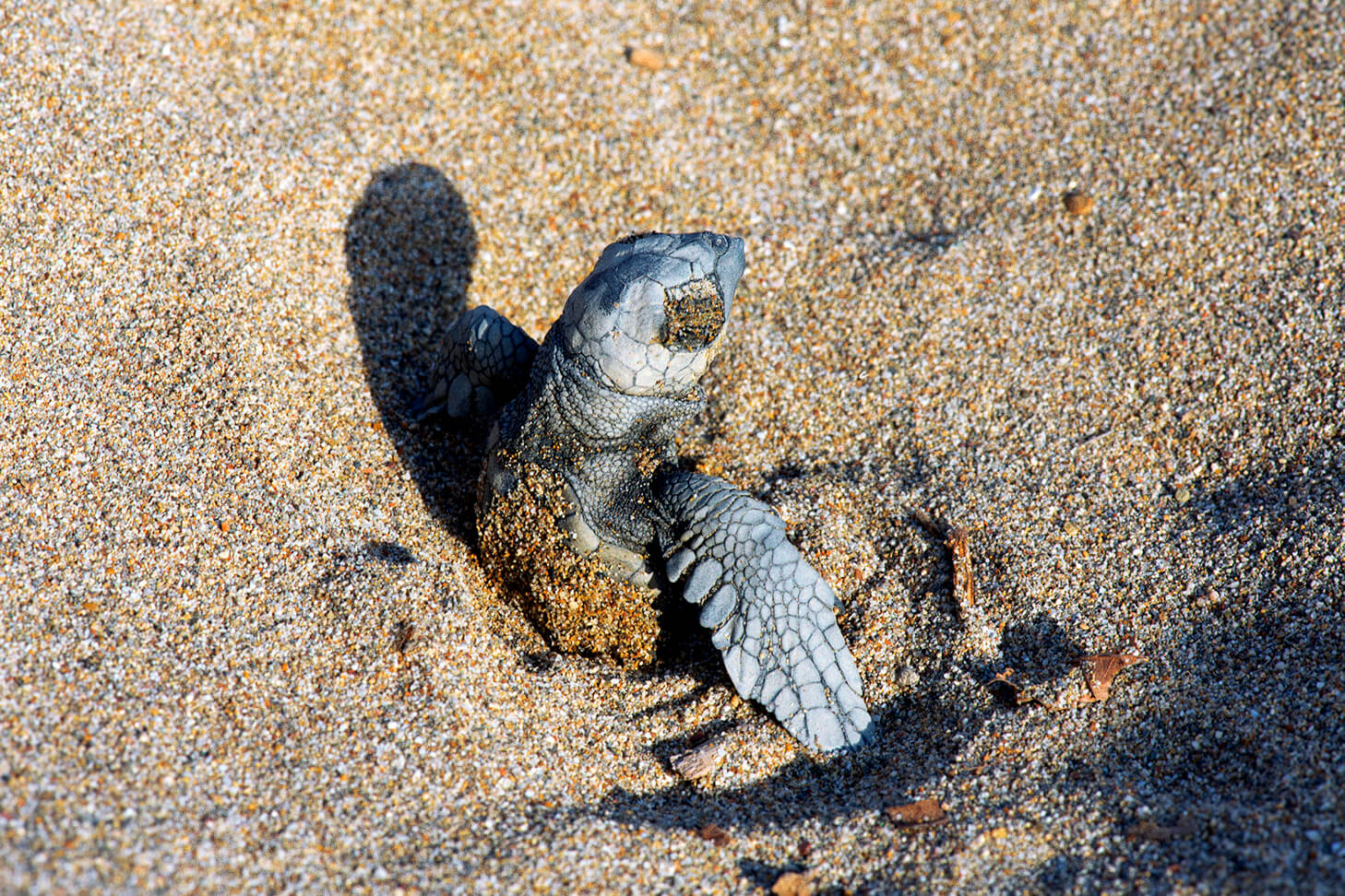 Caretta Caretta