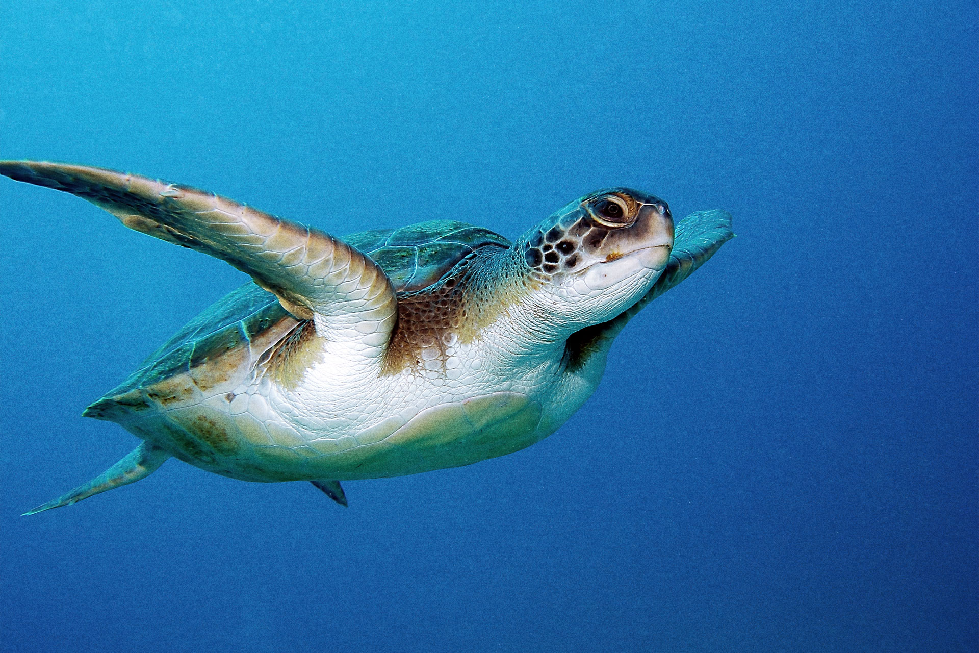 Caretta Caretta