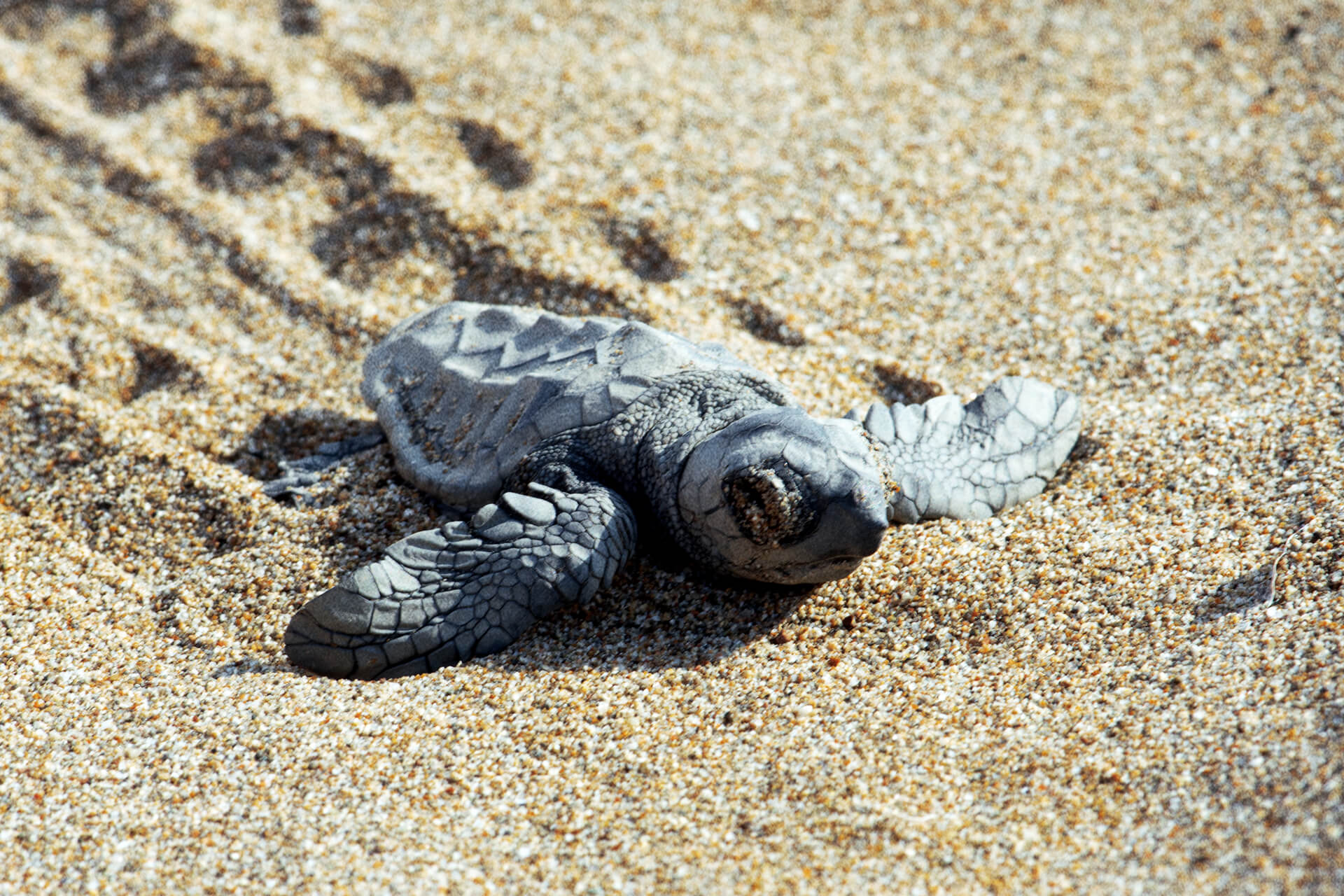 Caretta Caretta