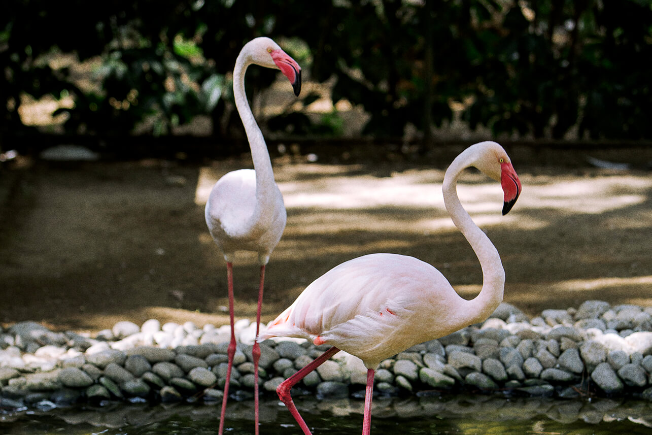 Colorful Guests