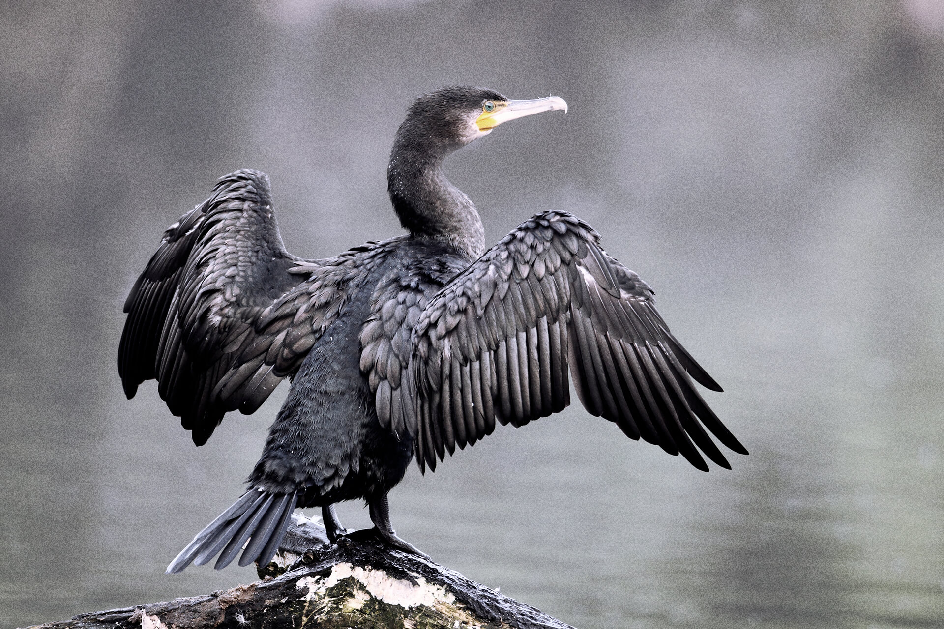 Phalacrocorax Carbo