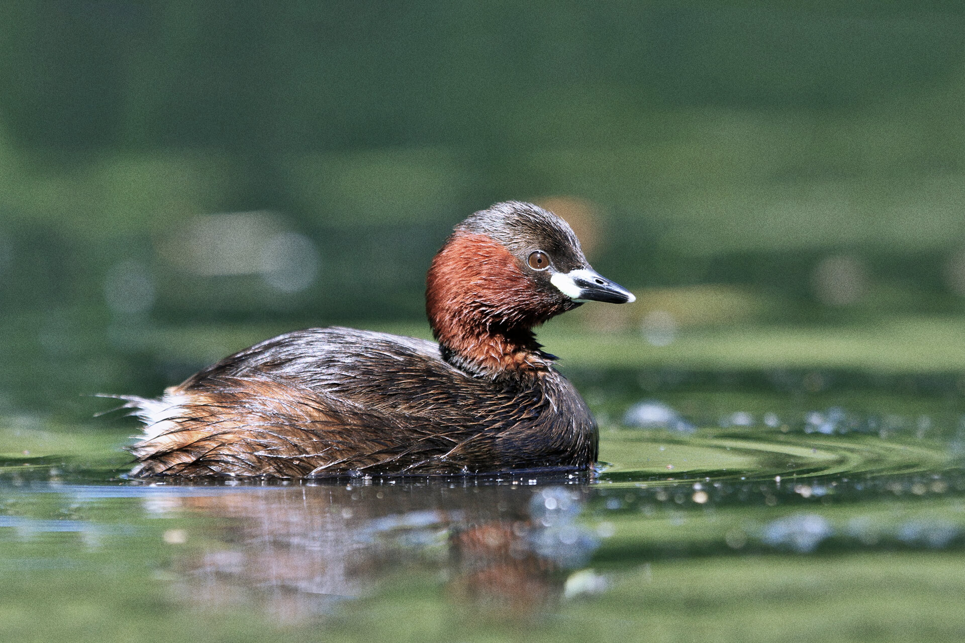 Tachybaptus Ruficollis